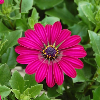 Osteospermum 