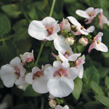 Piccadilly Appleblossom