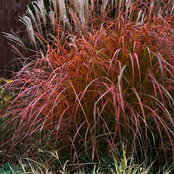 Maiden Grass