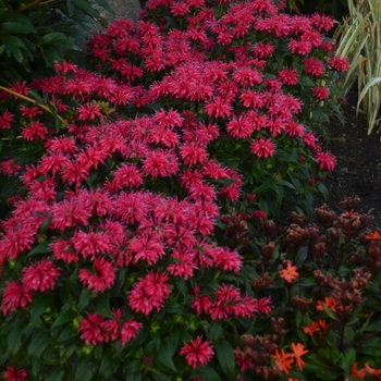Bee Balm