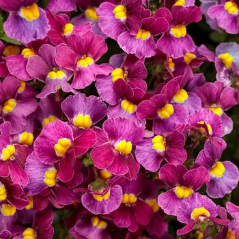 Aromance™ Mulberry