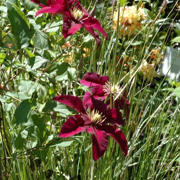 Clematis Clematis