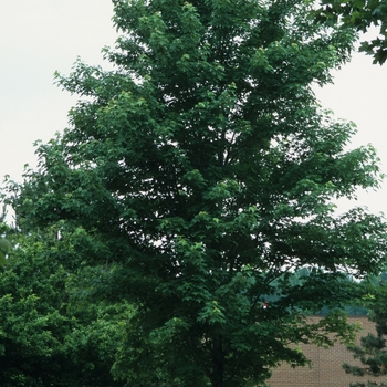Celebration&reg; Maple