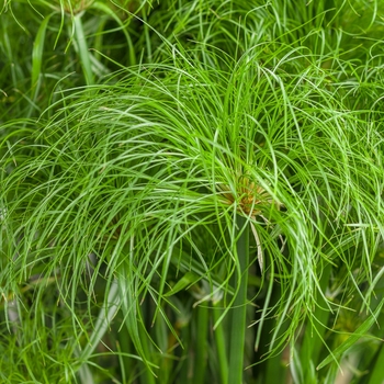 Graceful Grasses&reg; 