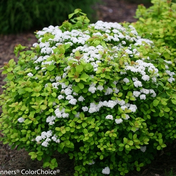 Birchleaf Spirea 