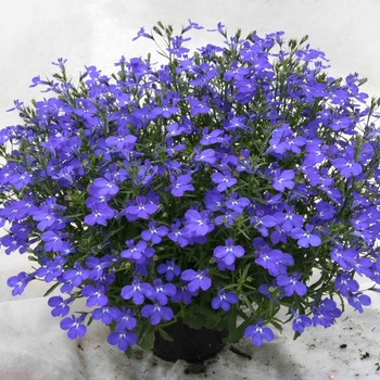 Lobelia 