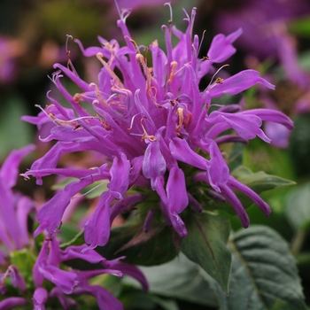 Bee Balm