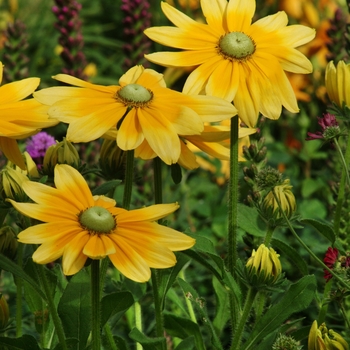 Black-eyed Susan