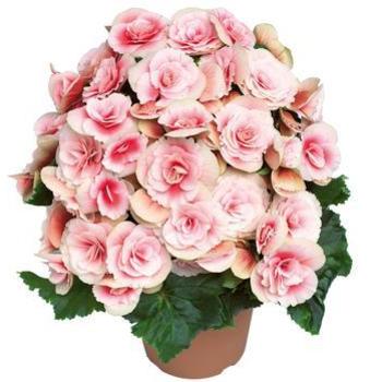 Begonia, Rieger Begonia, Rieger