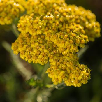 Yarrow Yarrow