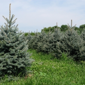 'Fat Albert' Colorado Blue Spruce
