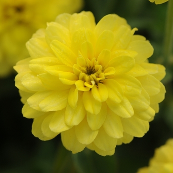 Zinnia