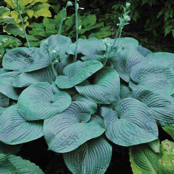 'Humpback Whale' Hosta, Plantain Lily