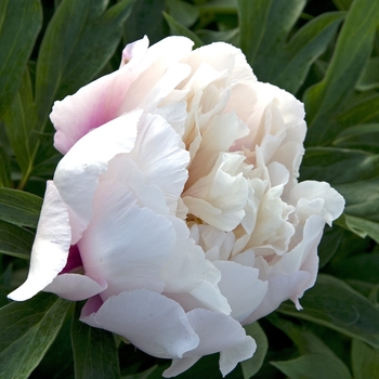 Garden Peony