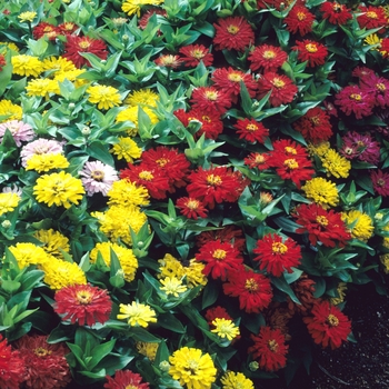 Zinnia