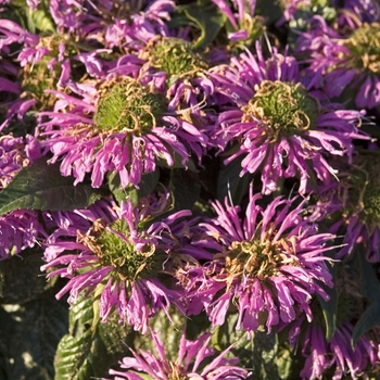 Bee Balm