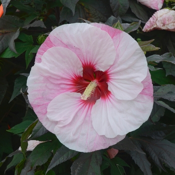 Summerific&reg; Rose Mallow