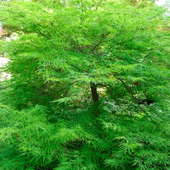 'Viridis' Japanese Maple 'Viridis' Japanese Maple