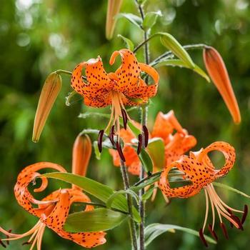 Tiger Lily