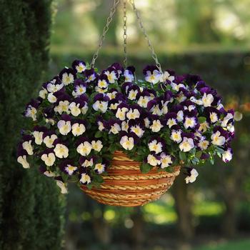 Pansy