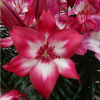 Asiatic Pot Lily Asiatic Pot Lily