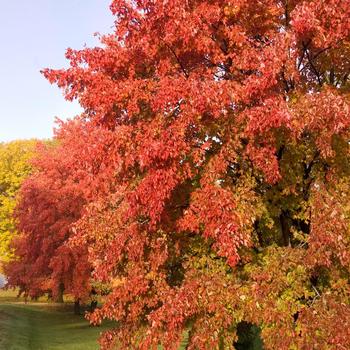 Sienna Glen Maple Sienna Glen Maple