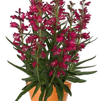 Beardtongue