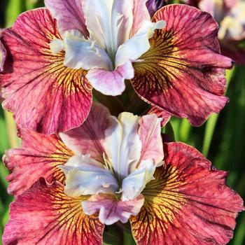 Siberian Iris Siberian Iris