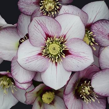 Lenten Rose Lenten Rose