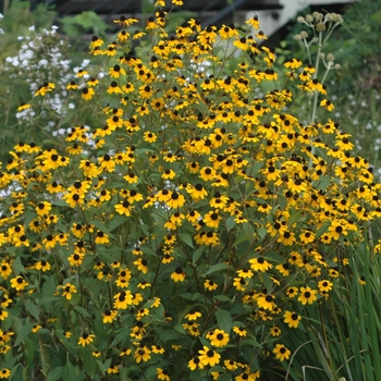 Black-Eyed Susan