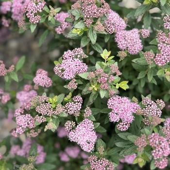 Poprocks&reg; 'Petite' Spirea