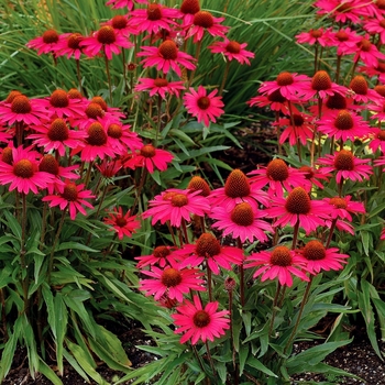 Coneflower