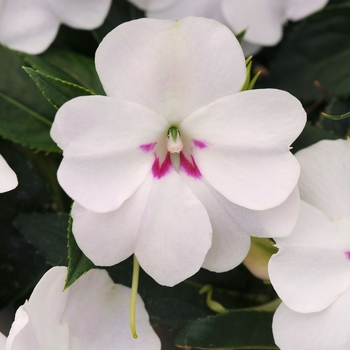 Impatiens
