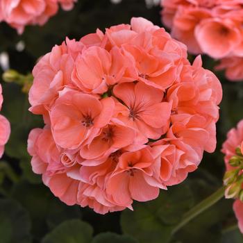 Geranium, Zonal