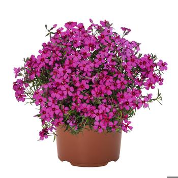 Creeping Phlox