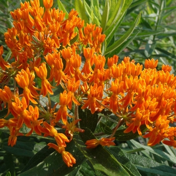 Butterfly Weed Butterfly Weed