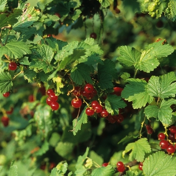 Currant Currant