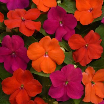 Beacon&reg; Sanibel Mix