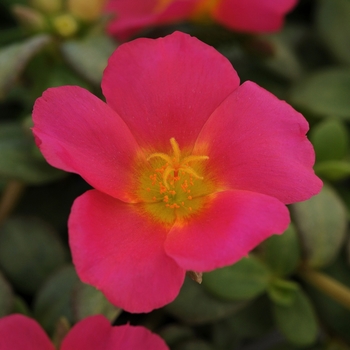 Portulaca Portulaca