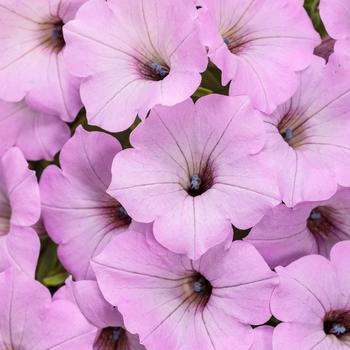 Supertunia Vista® Cool Jazz™ Supertunia Vista® Cool Jazz™