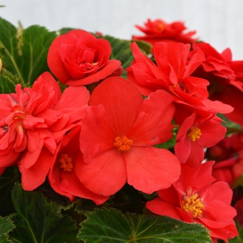 Begonia, Nonstop&reg;