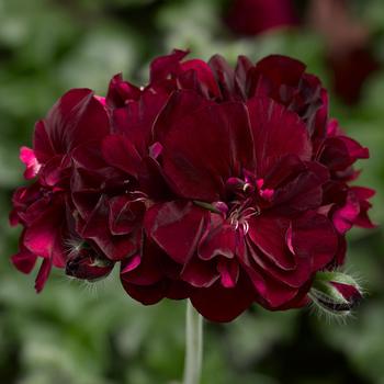 Geranium, Ivy