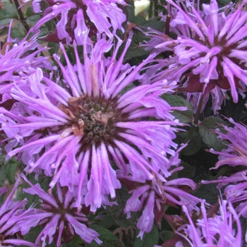 Bee Balm