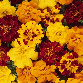 Marigold Marigold