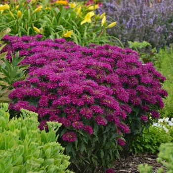 Bee Balm