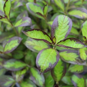 Vinho Verde™ Vinho Verde™