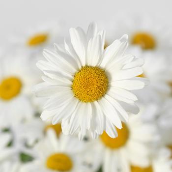 Shasta Daisy