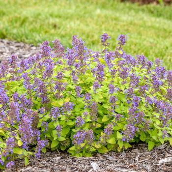 'Lemon Purrfection' Catmint 'Lemon Purrfection' Catmint