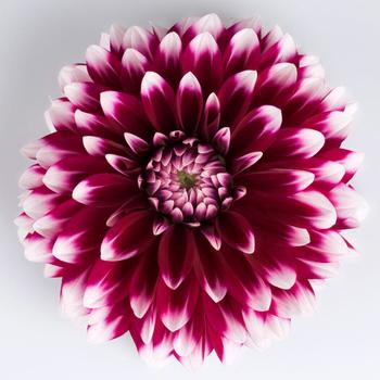 Dahlia Dahlia