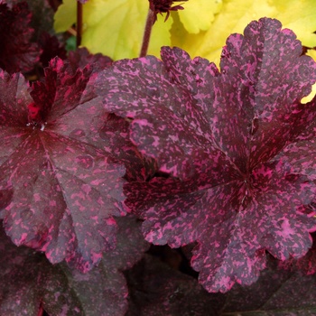 Coral Bells Coral Bells